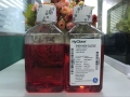 Hyclone/?？寺?液體細(xì)胞培養(yǎng)基 SH30022.01 500mL